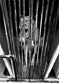 Prisi&oacute;n. un galgo en su jaula