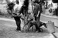 Novatos. Los primerizos necesitan aprender, en primer lugar, el sentido de la carrera.